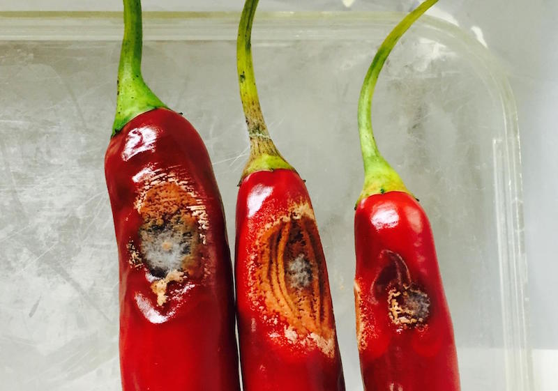 Chillies with Anthracnose (Image: University of Melbourne)